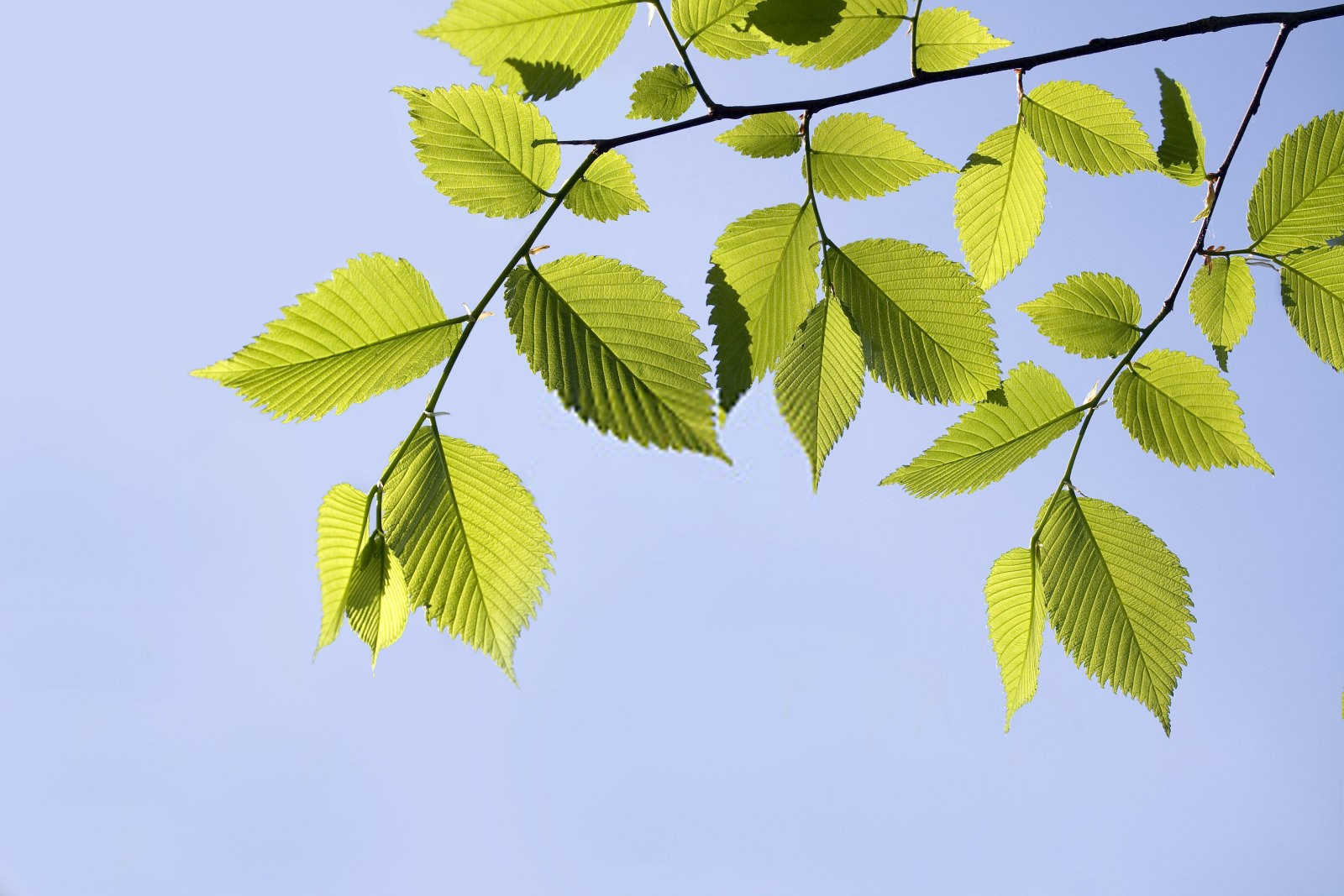 榆树传播种子的方法是什么，附种植技术？