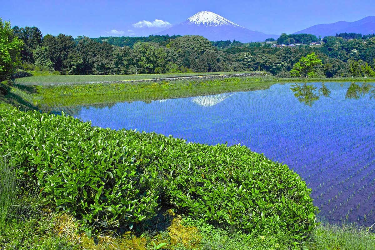 茶叶国内海藻肥十大厂家191