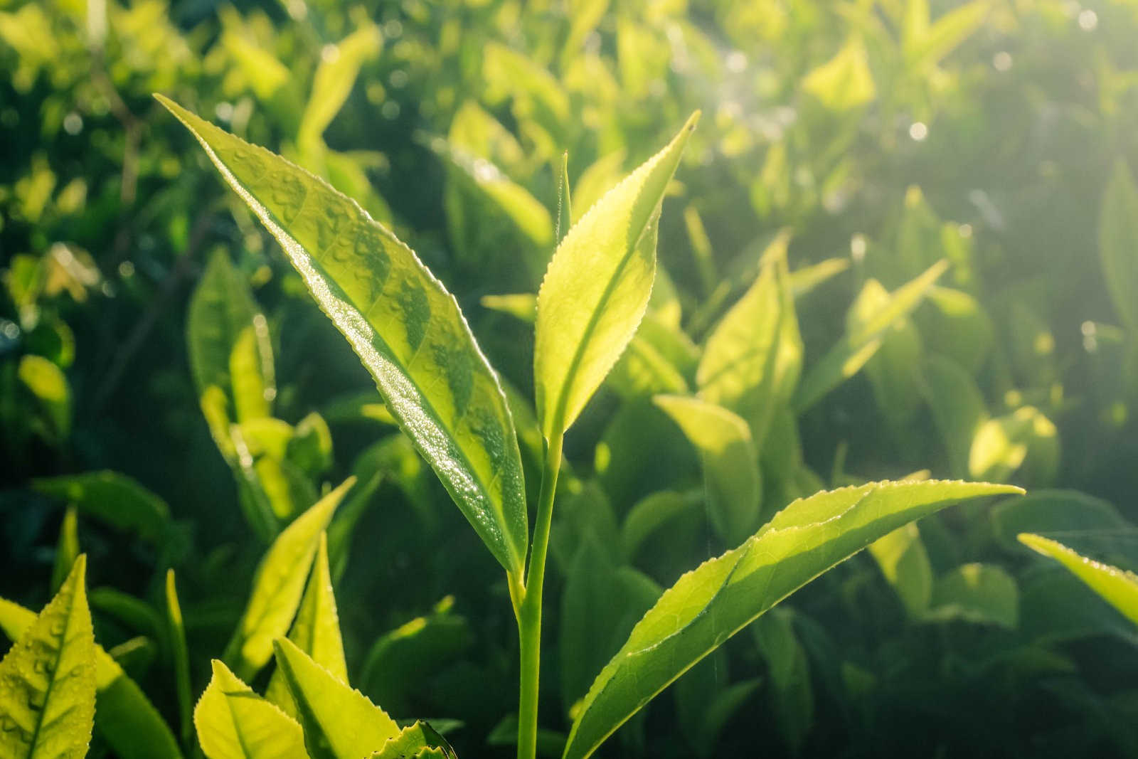 用锌肥可以浇茶花吗？