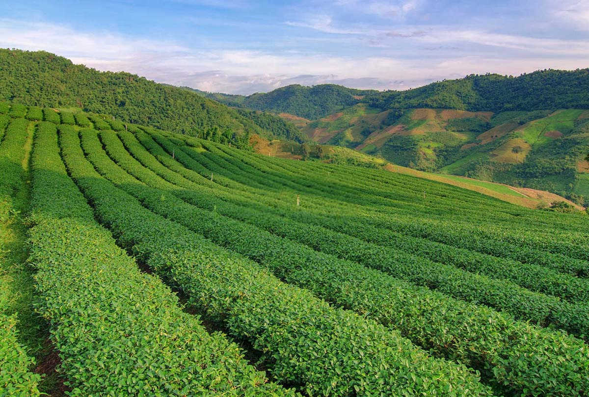 茄子茶黄螨的防治