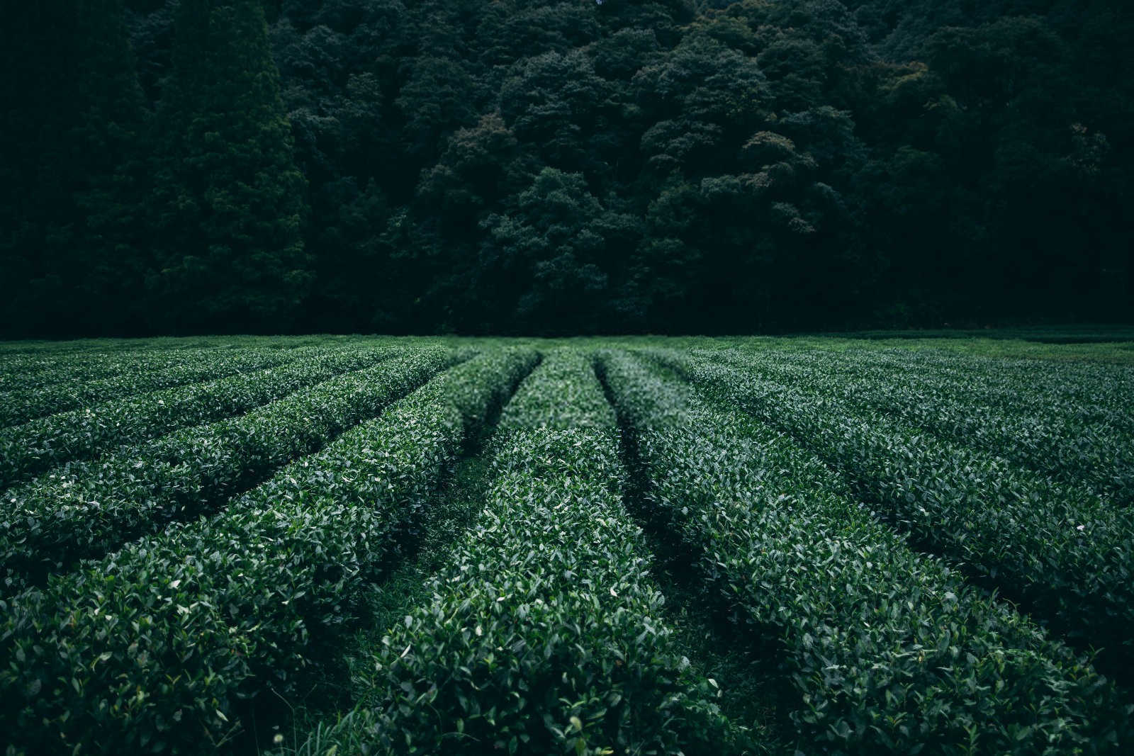 茶树菇病虫害的综合防治策略：确保健康生长与高产