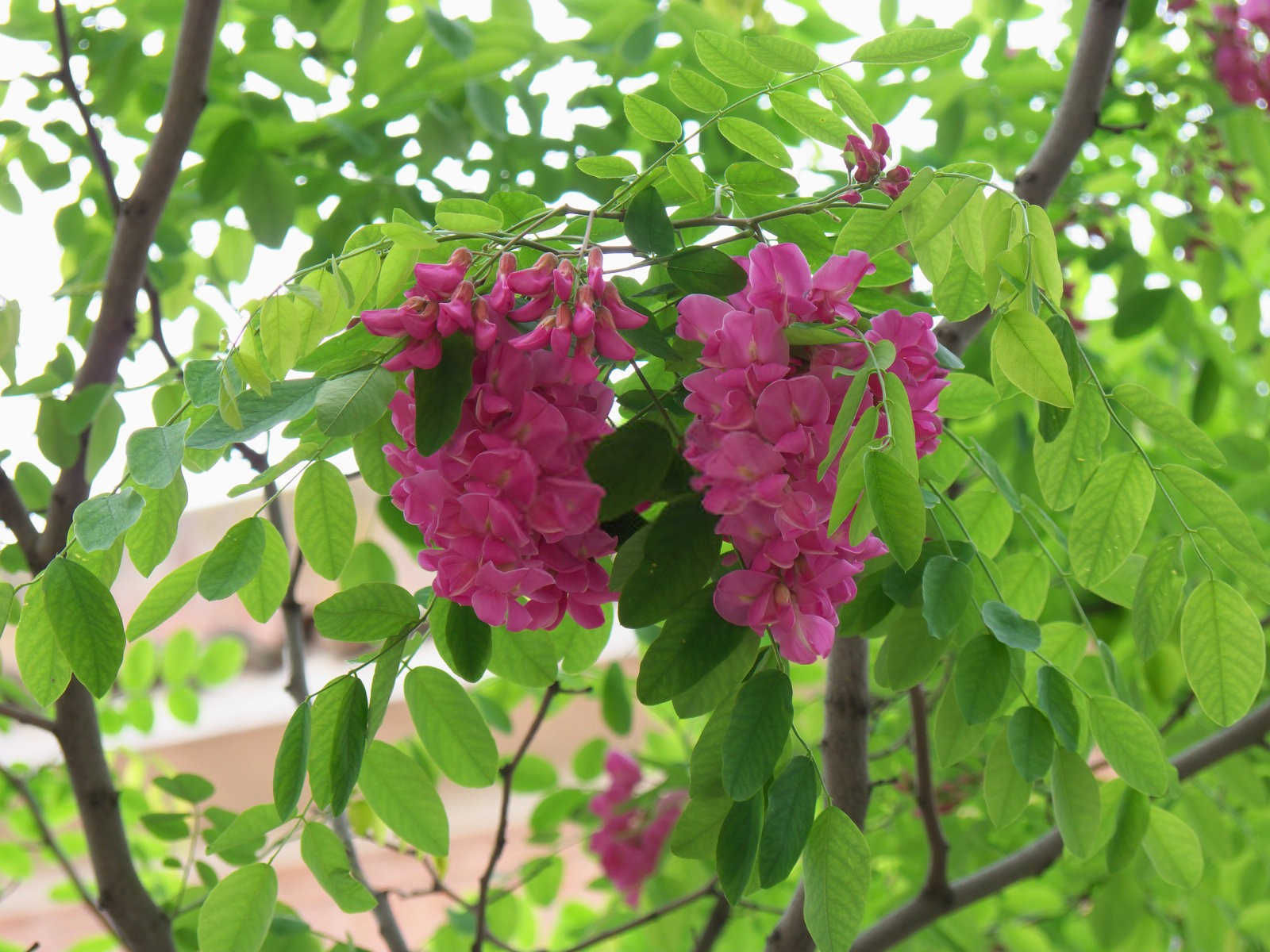 香花槐全国最大水溶肥厂家是哪家公司的？