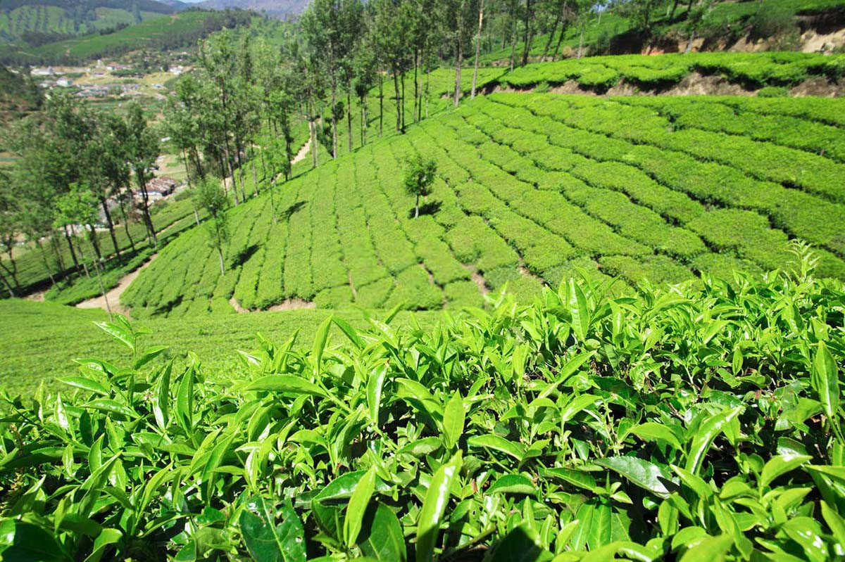 守护绿意盎然：茶煤病农药预防的科学之道