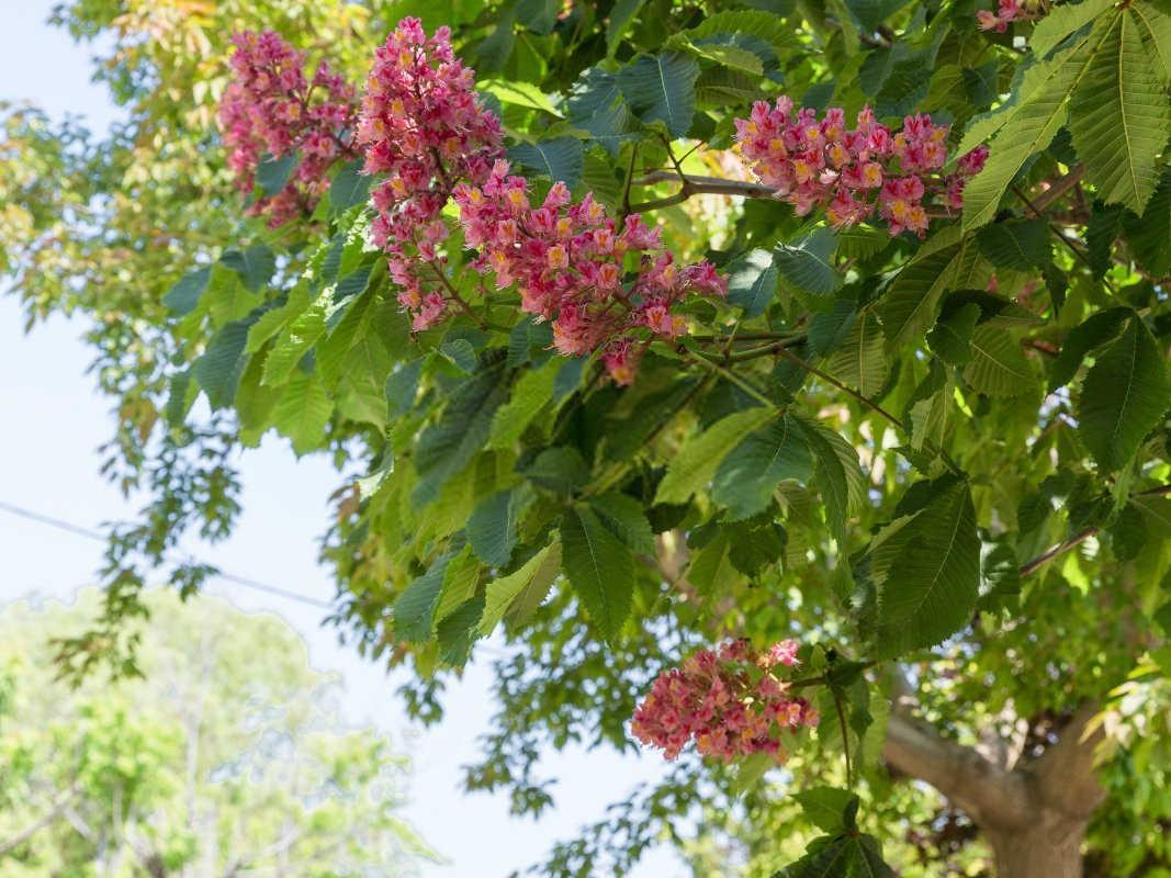 香花槐硫酸钾复合肥和氮磷钾复合肥区别2025？