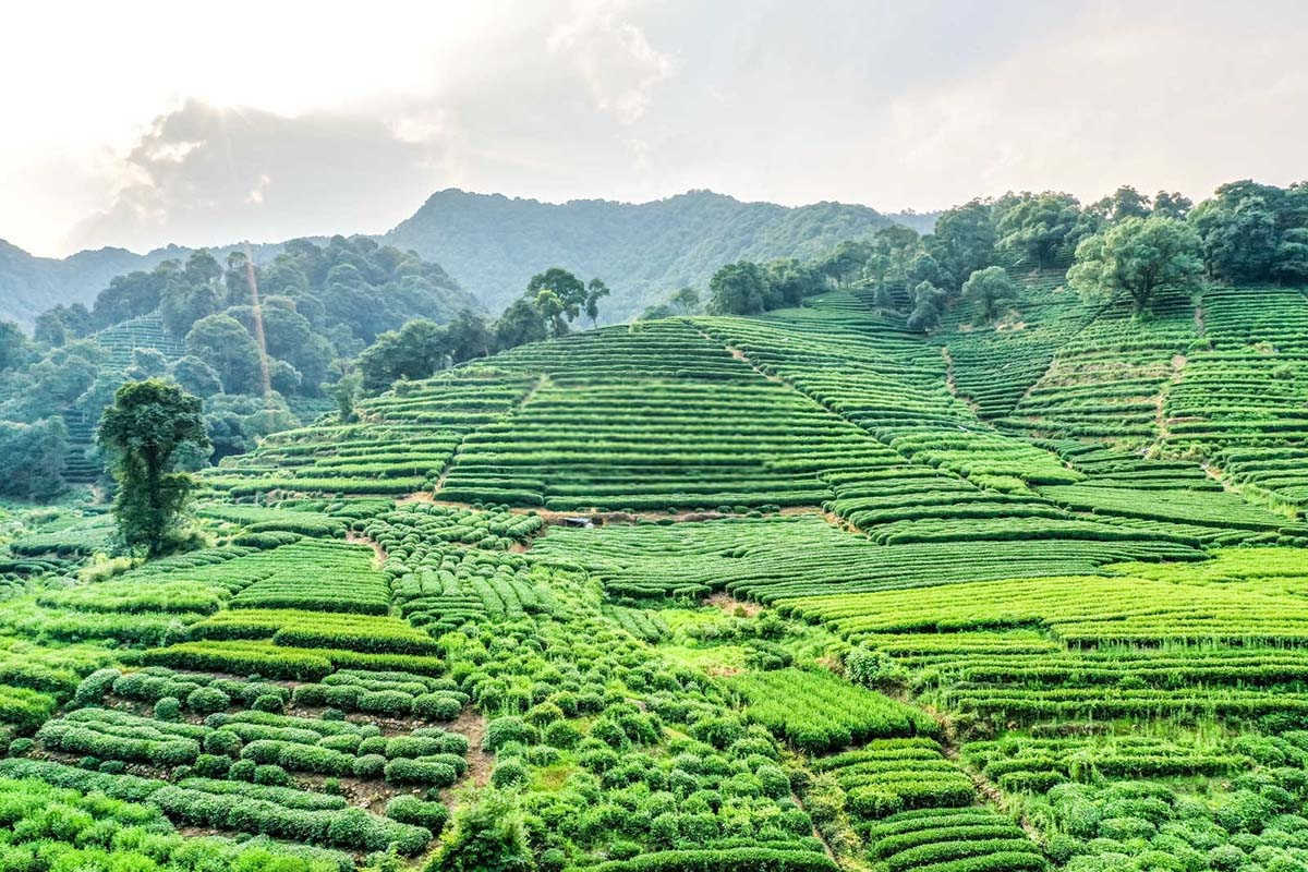 金花茶的种植方法？