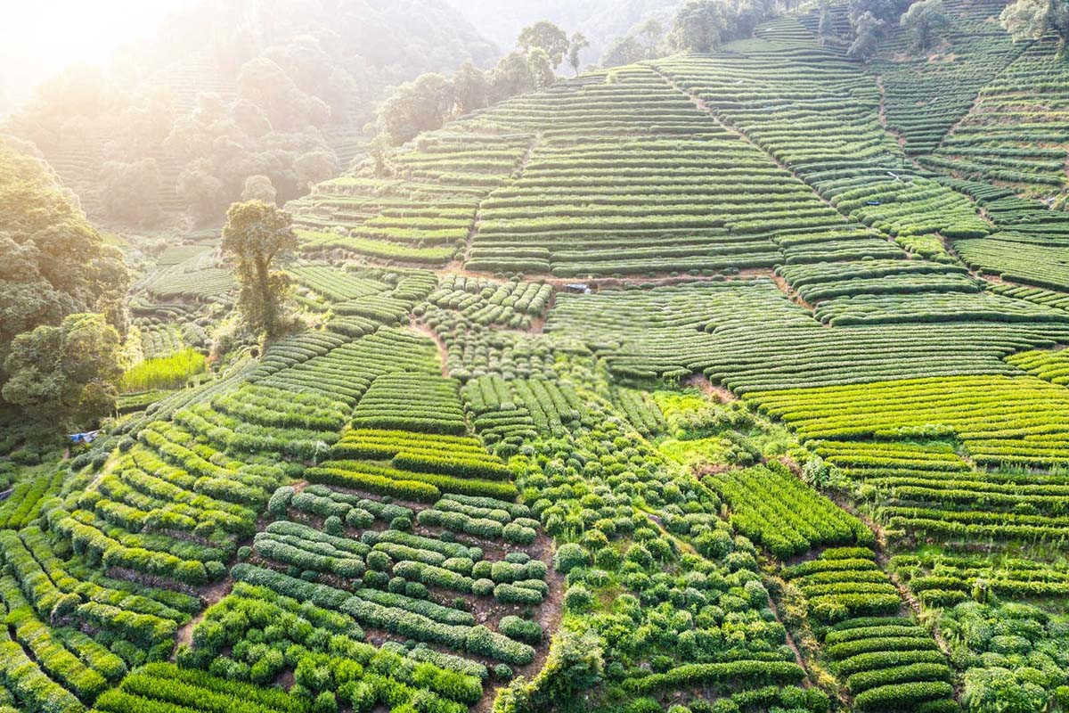 茶树草甘膦中毒症状及补救措施