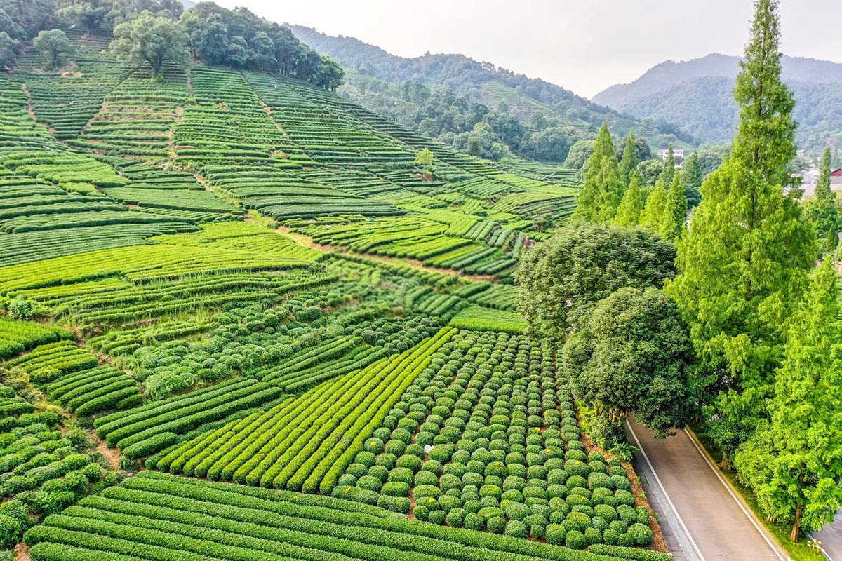 绿肥的魔法：茶园生态与品质的双重守护者