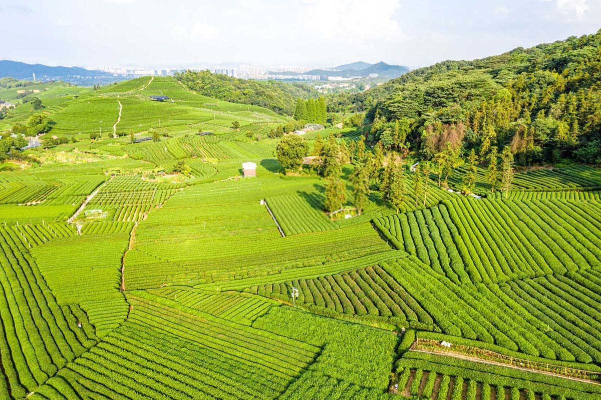 守护绿色宝地：茶园农药施用的六大智慧策略