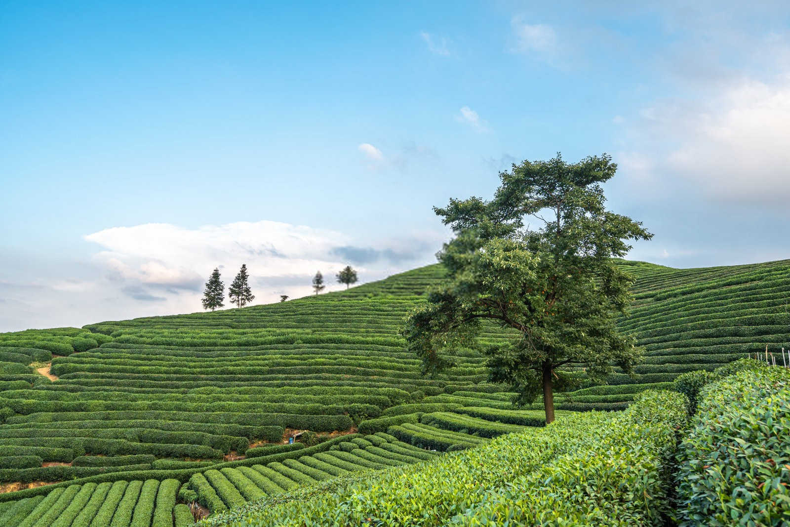 茶树修剪：艺术与科学的完美结合