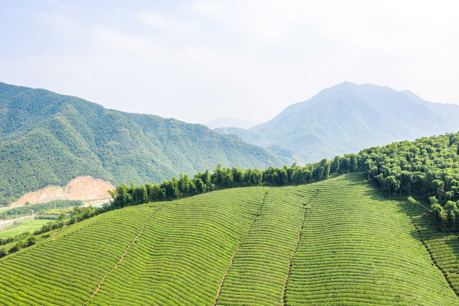 幼龄茶园的防旱抗技术