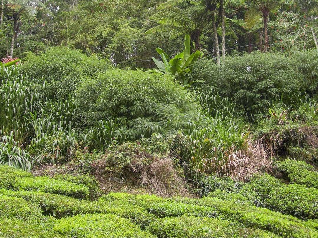 绿意盎然：茶园病虫害的生物防控策略