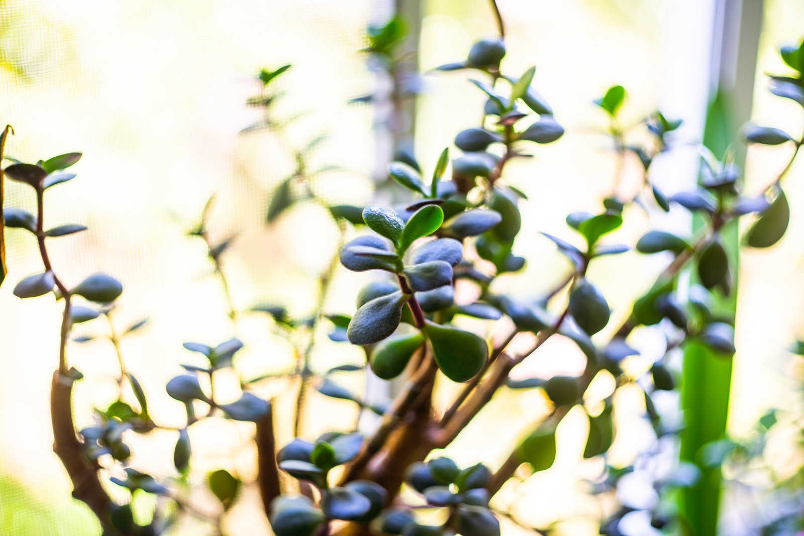 发财树种植和养护管理技术，发财树的生物学特性