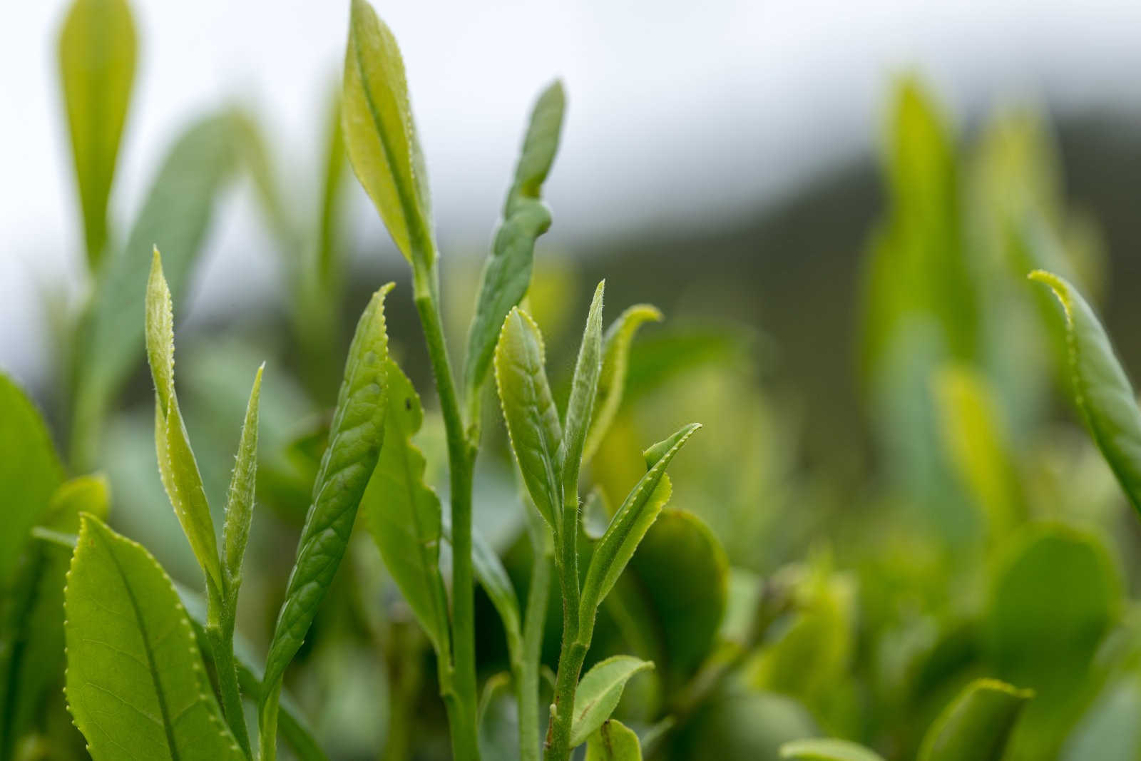 甘蓝茶叶专用复合肥有哪些种类的？