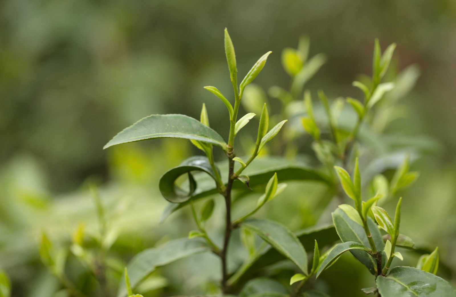 有机山茶花种植中需要注意的问题