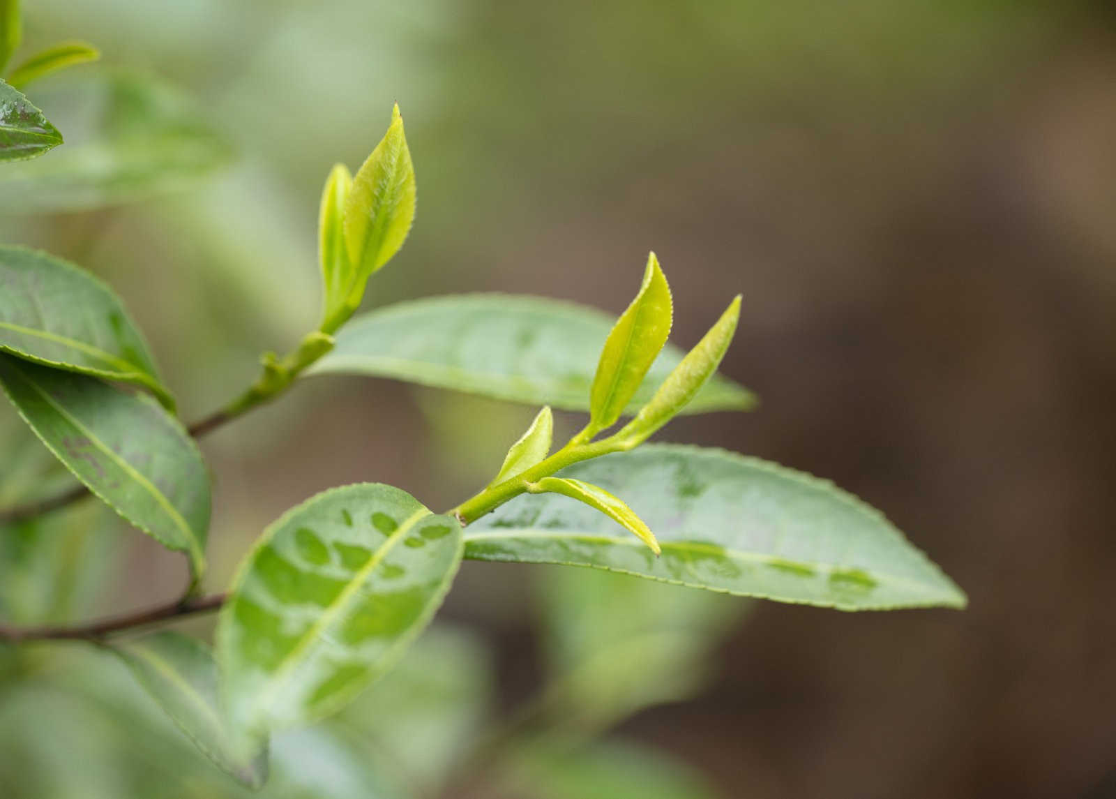 茶叶专用复合肥有哪些种类？