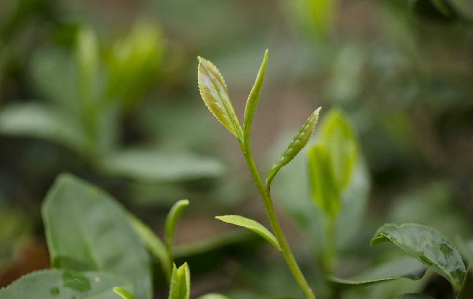 茶花水溶肥多久用一次？