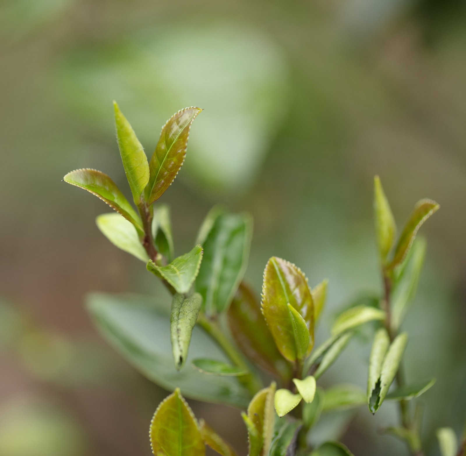 筑牢防线，共抗茶饼病——近期加强防治策略探讨