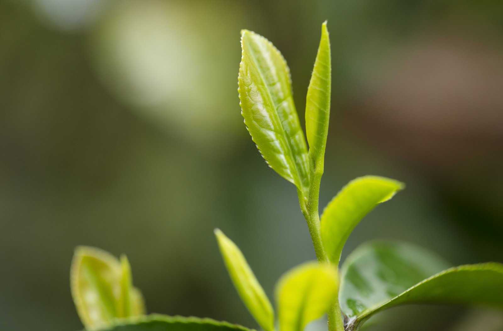 浅谈茶园高效栽培管理技术要点