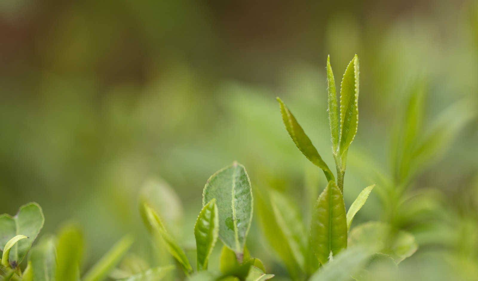 茄子茶黄螨的防治方法有哪些？