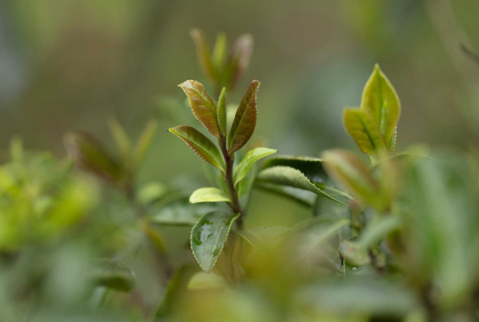 芸苔素内酯的跨界应用：茶叶、烟草、水稻、小麦与中草药的绿色守护者