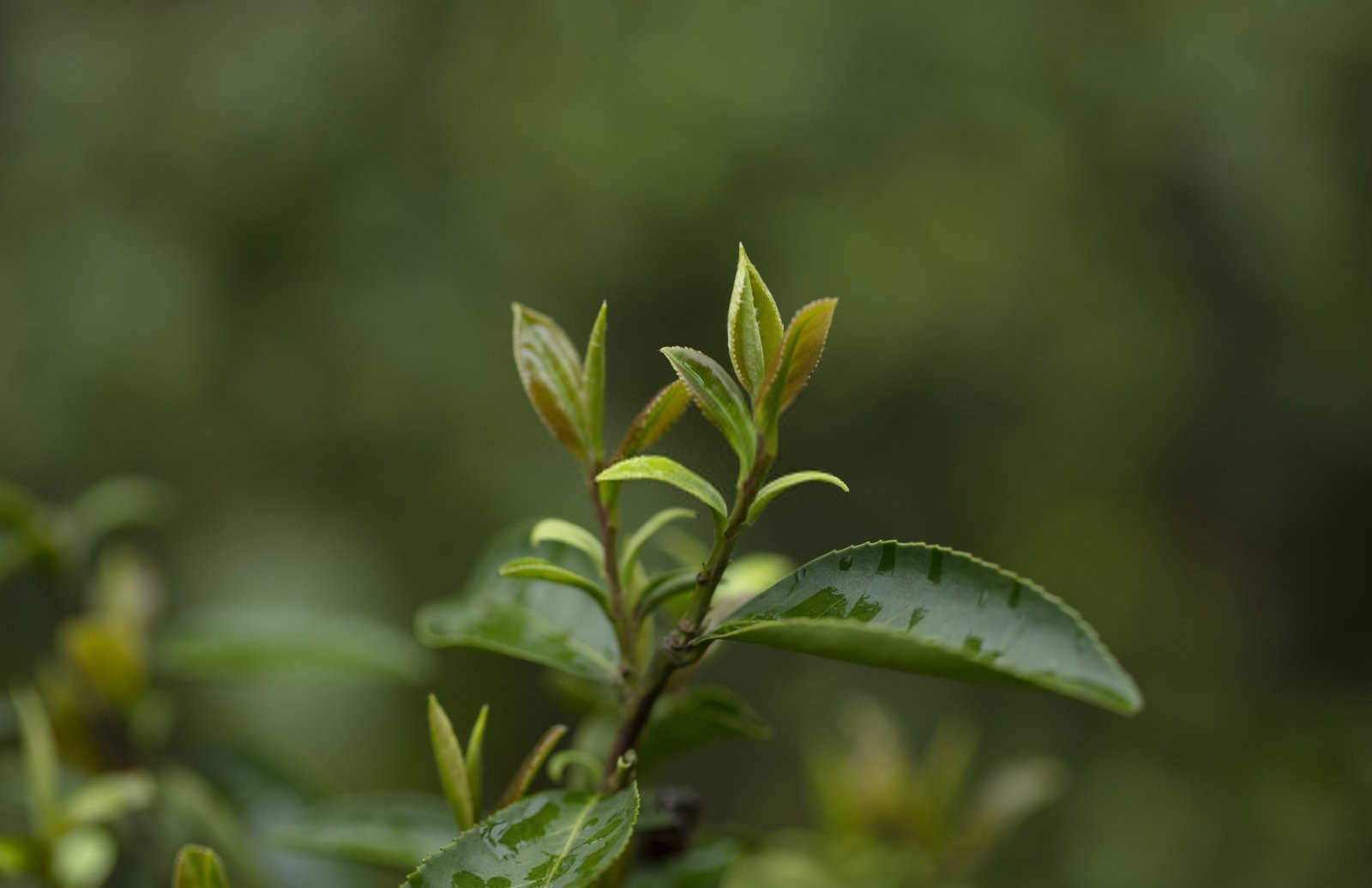 油茶林用什么叶面肥好一点？