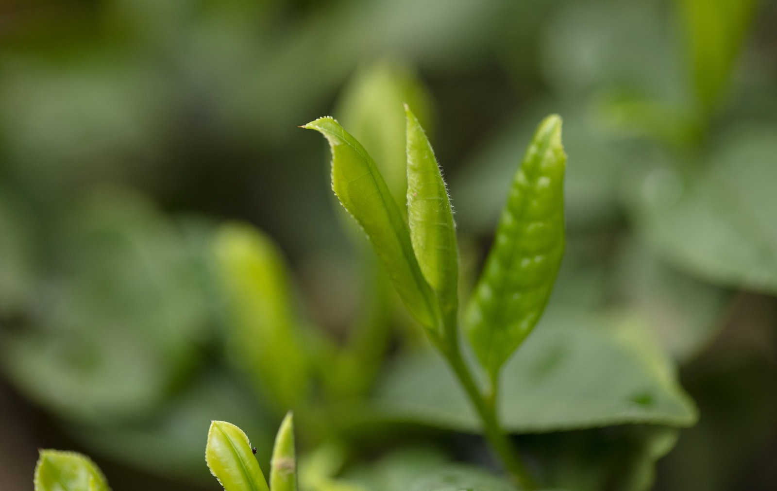 战胜茄子茶黄螨：有效防治策略详解