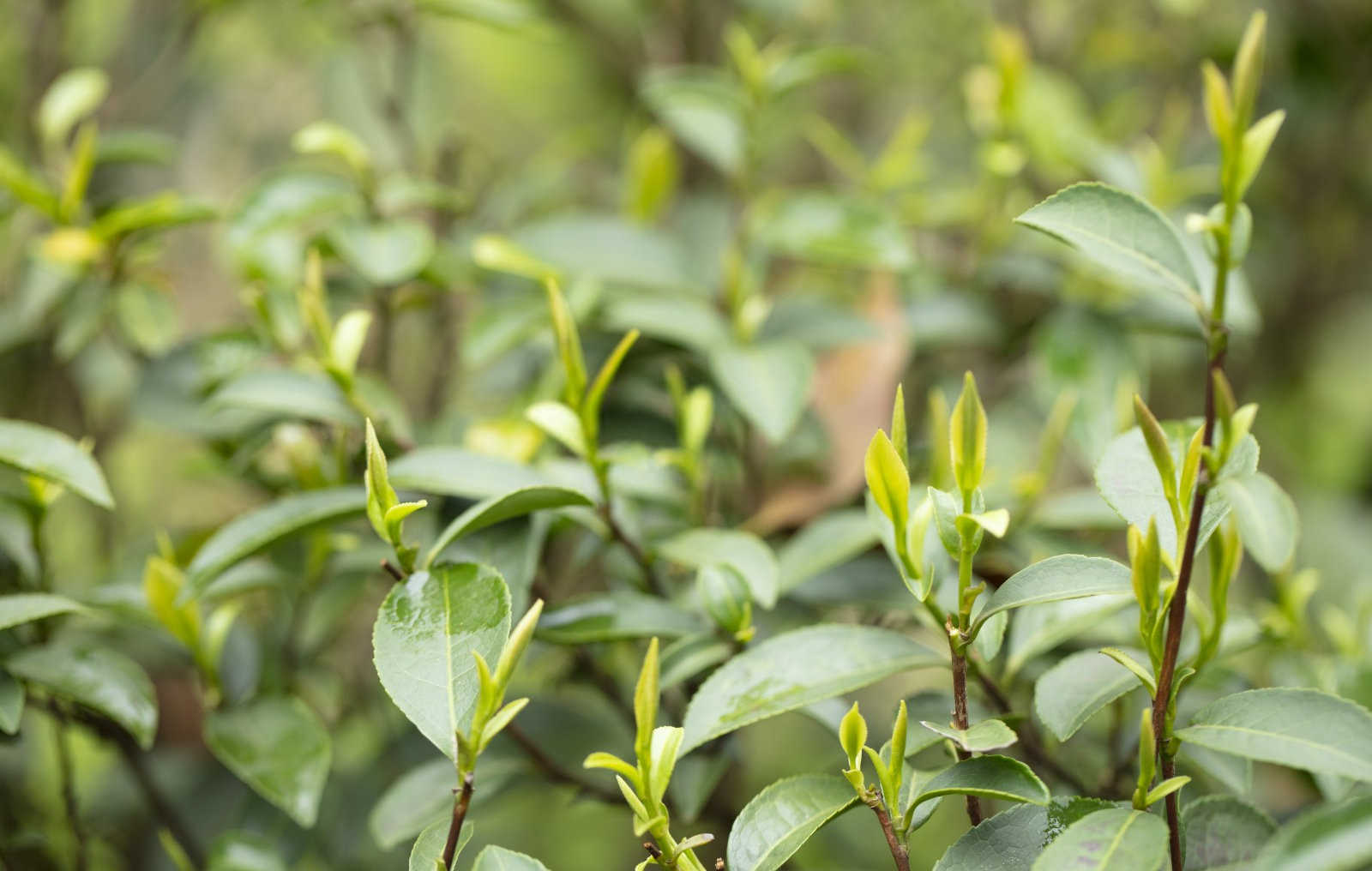 战胜春寒：守护茶园的科学之道