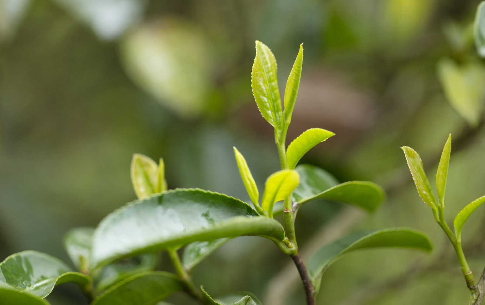 用锌肥可以浇茶花吗？