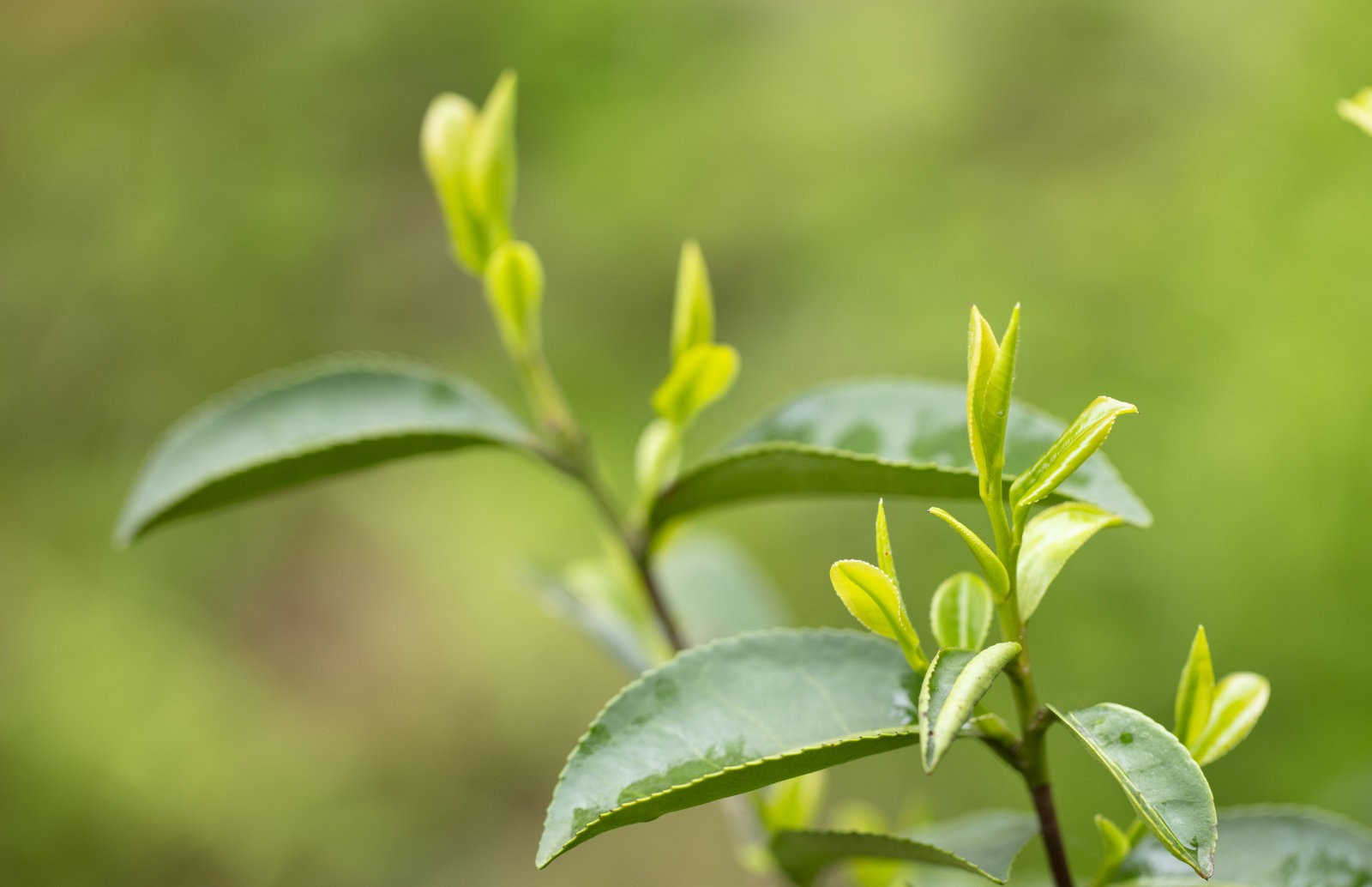 茶红根腐病症状