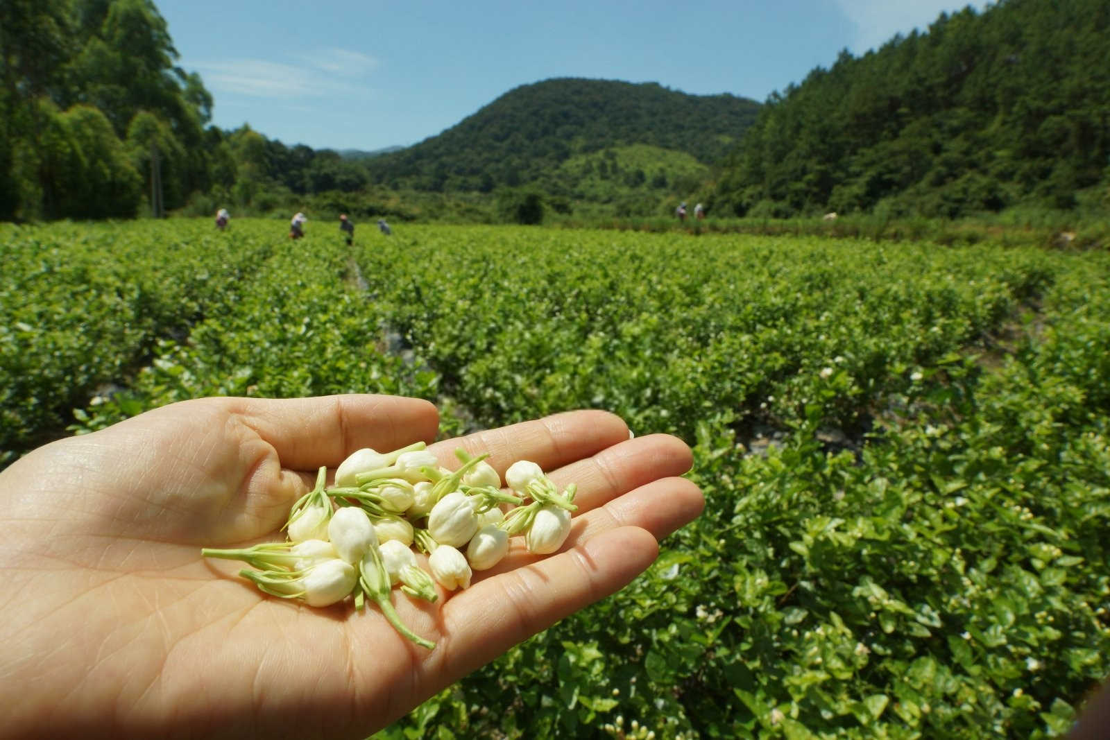 茶花总爱掉花苞的原因