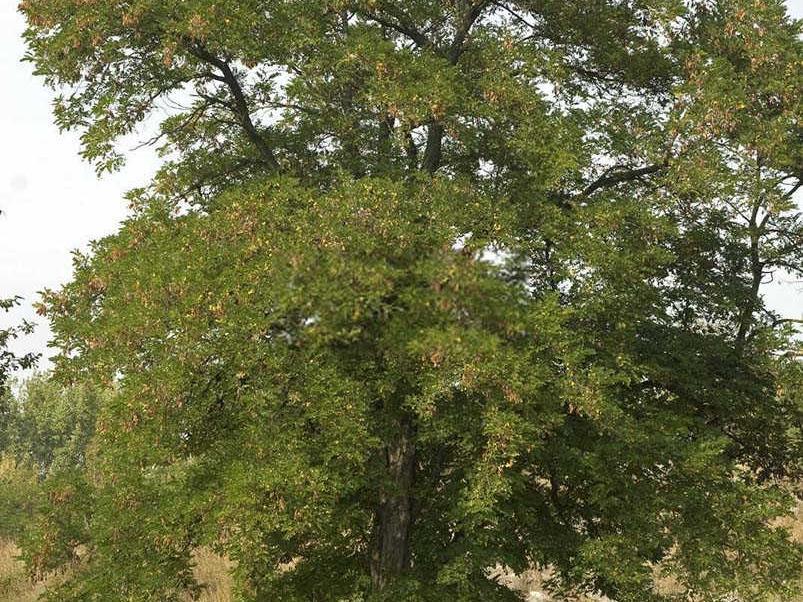 国槐高磷高钾水溶肥多少钱？
