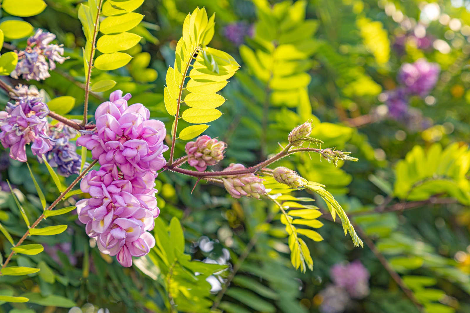 香花槐全国最大水溶肥厂家是哪家公司的？