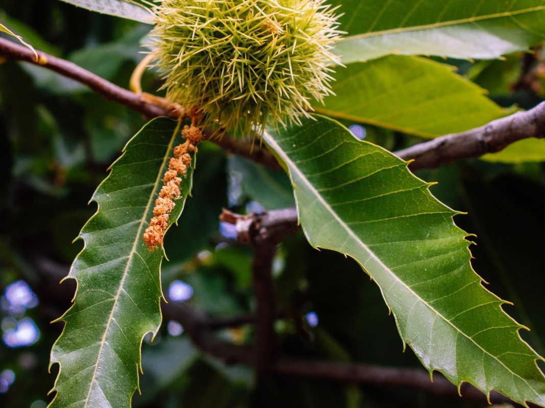 板栗矿源黄腐酸钾怎么用快速？