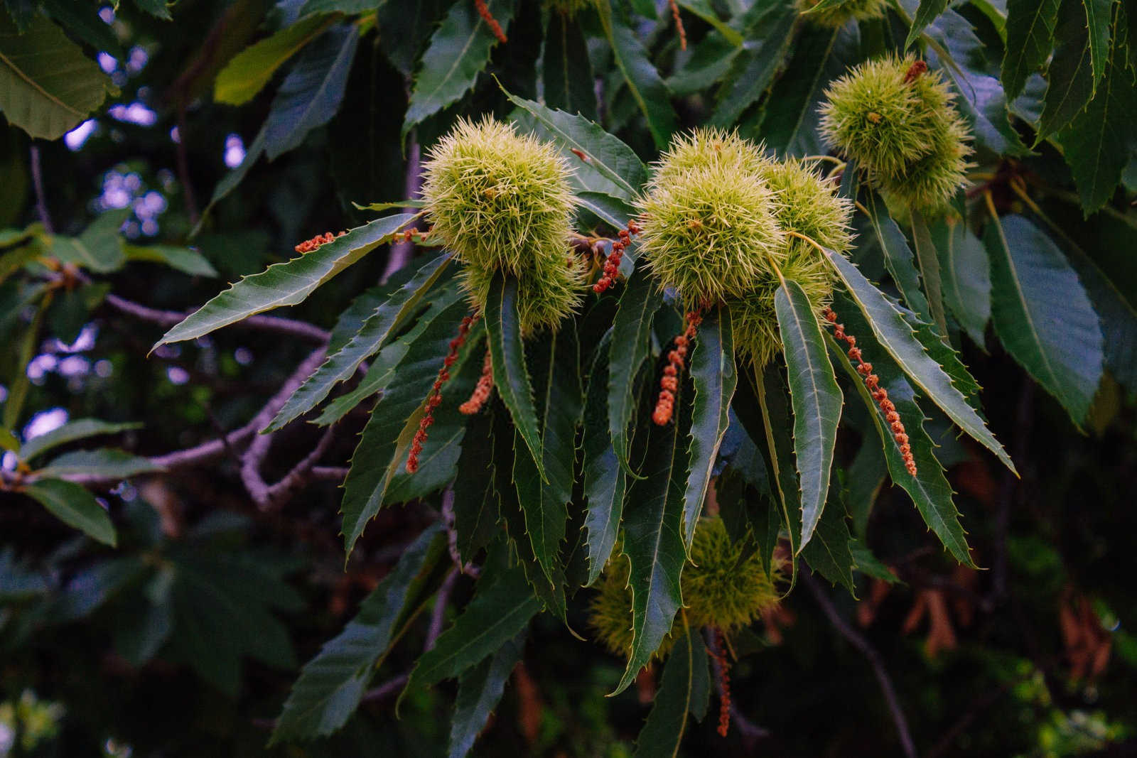 板栗矿源黄腐酸钾怎么用快速？