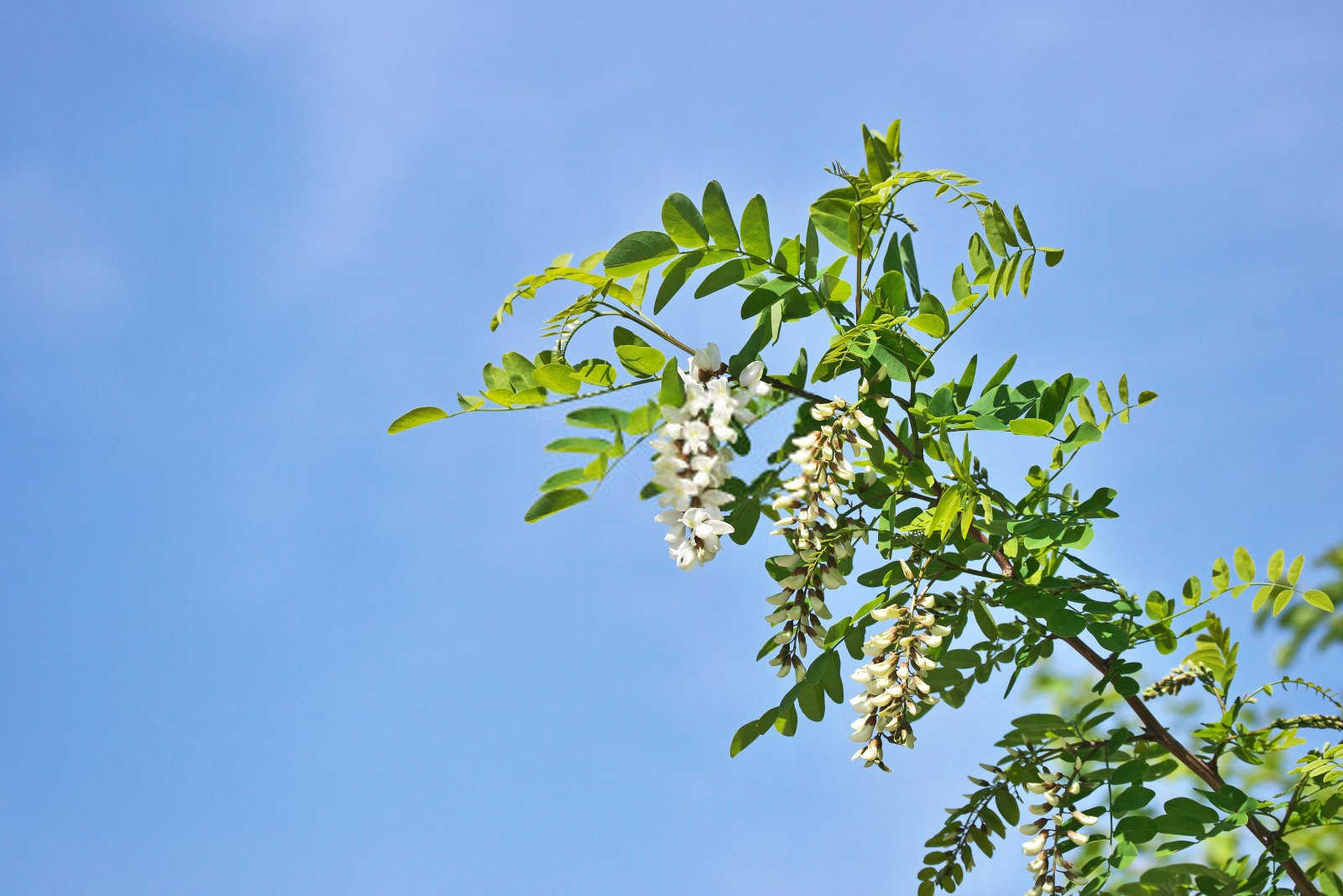 国槐移植技术6要点