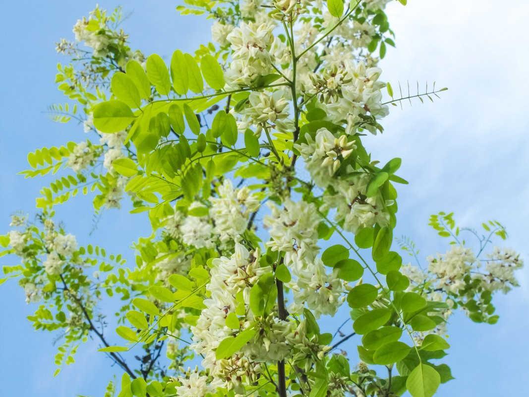 国槐氮磷肥对植物的作用和功效是什么？