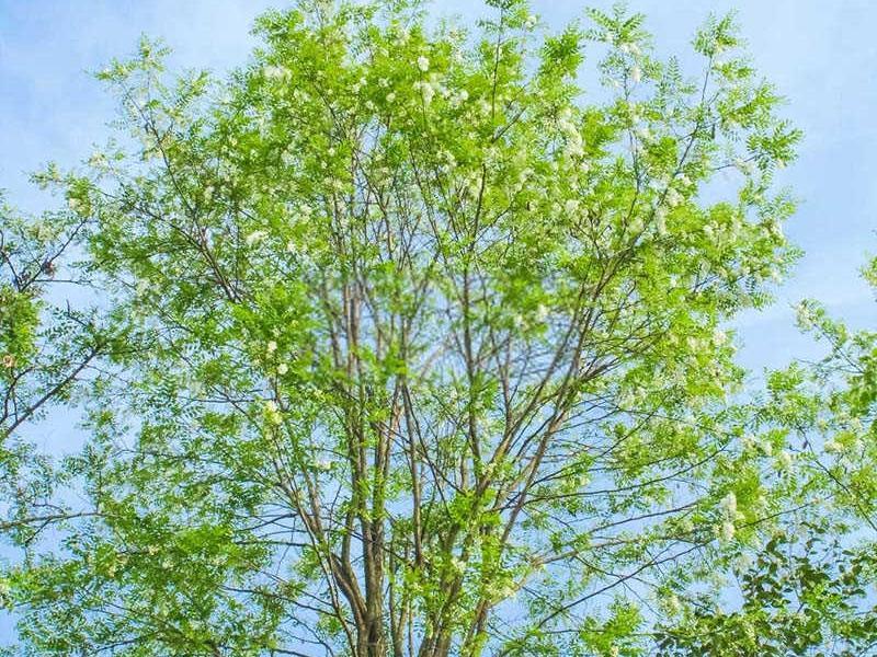 国槐缓释肥和复合肥的使用方法？