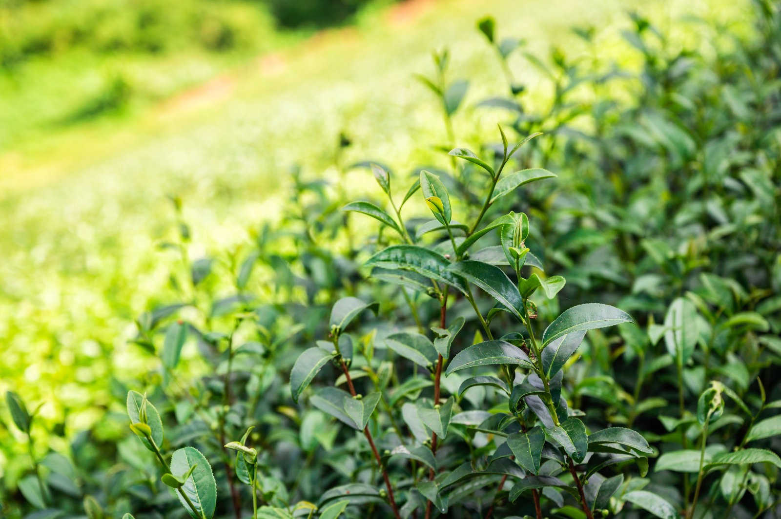 油茶林用什么叶面肥好一点？