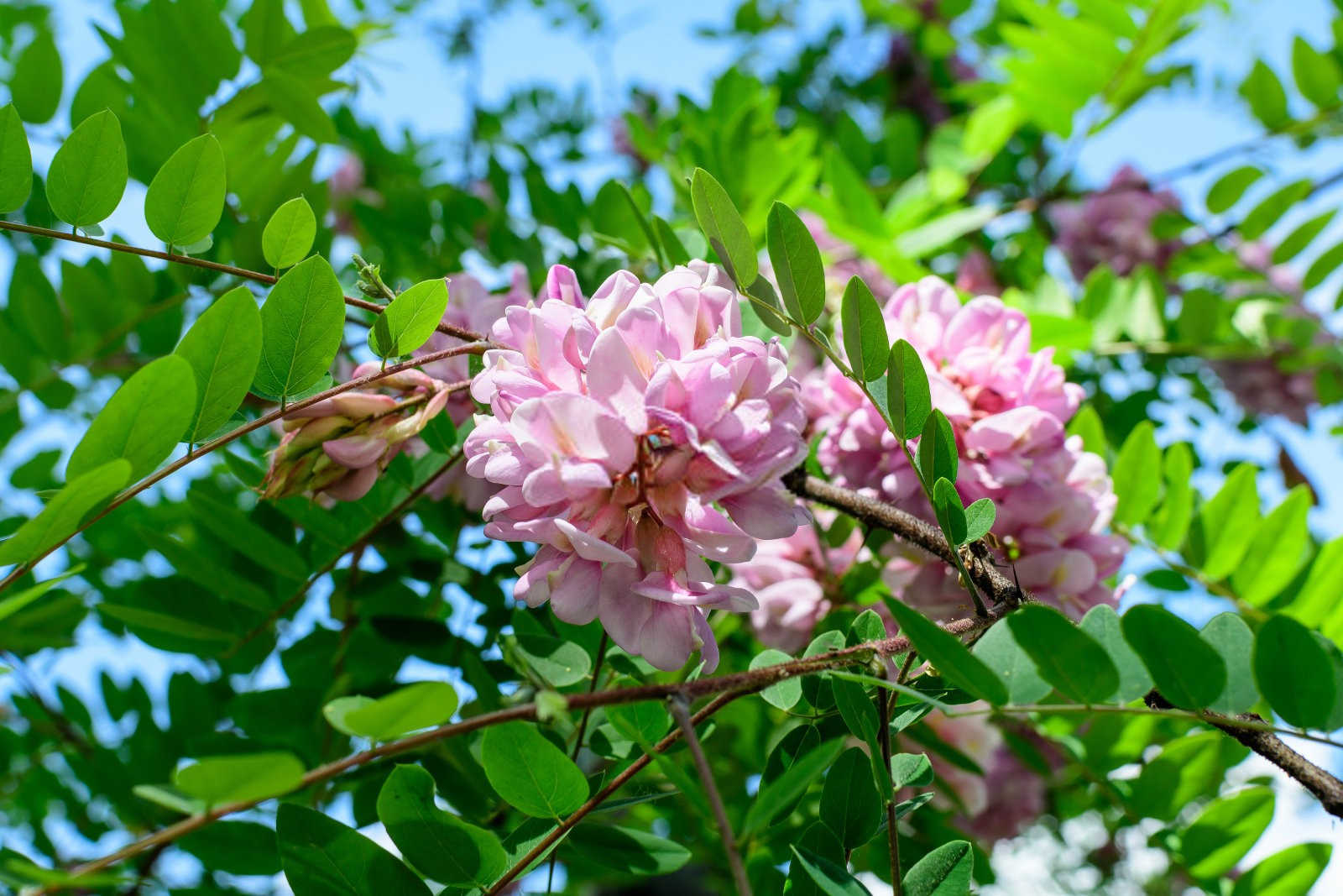 香花槐全国最大水溶肥厂家是哪家公司的？