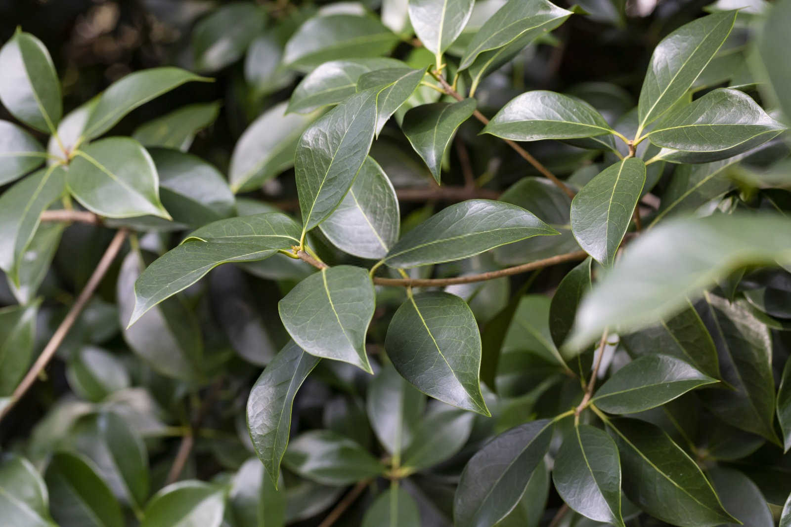 守护绿色宝藏：香樟种植的病虫害防治策略