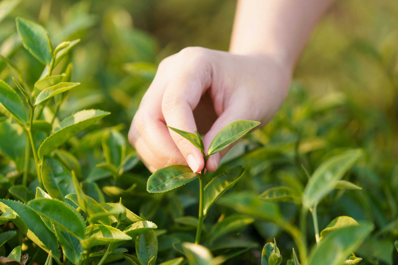 茶园颗粒肥和水溶肥哪个好用？