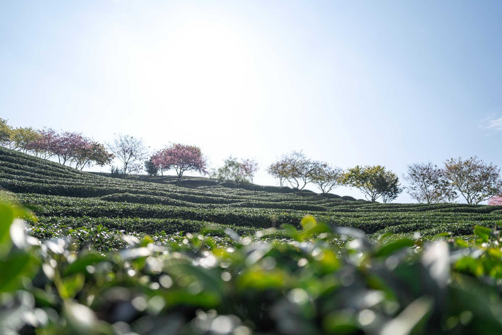 茶树修剪：艺术与科学的完美结合