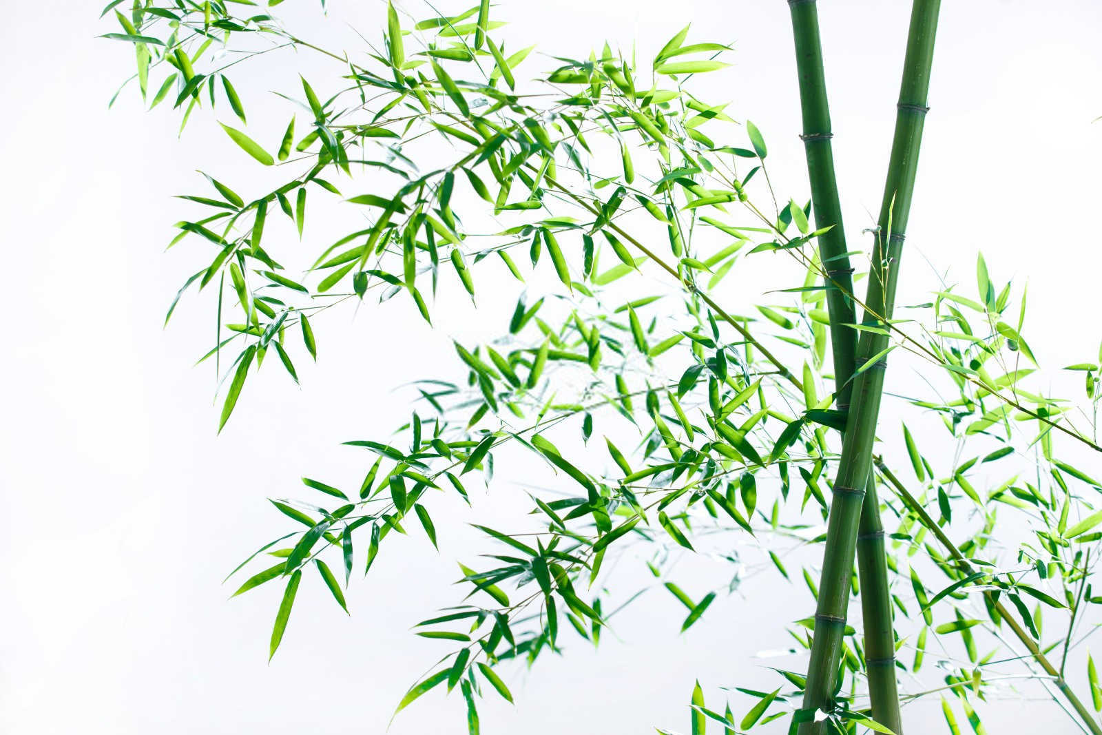 毛竹槟榔高磷高钾水溶肥余姚