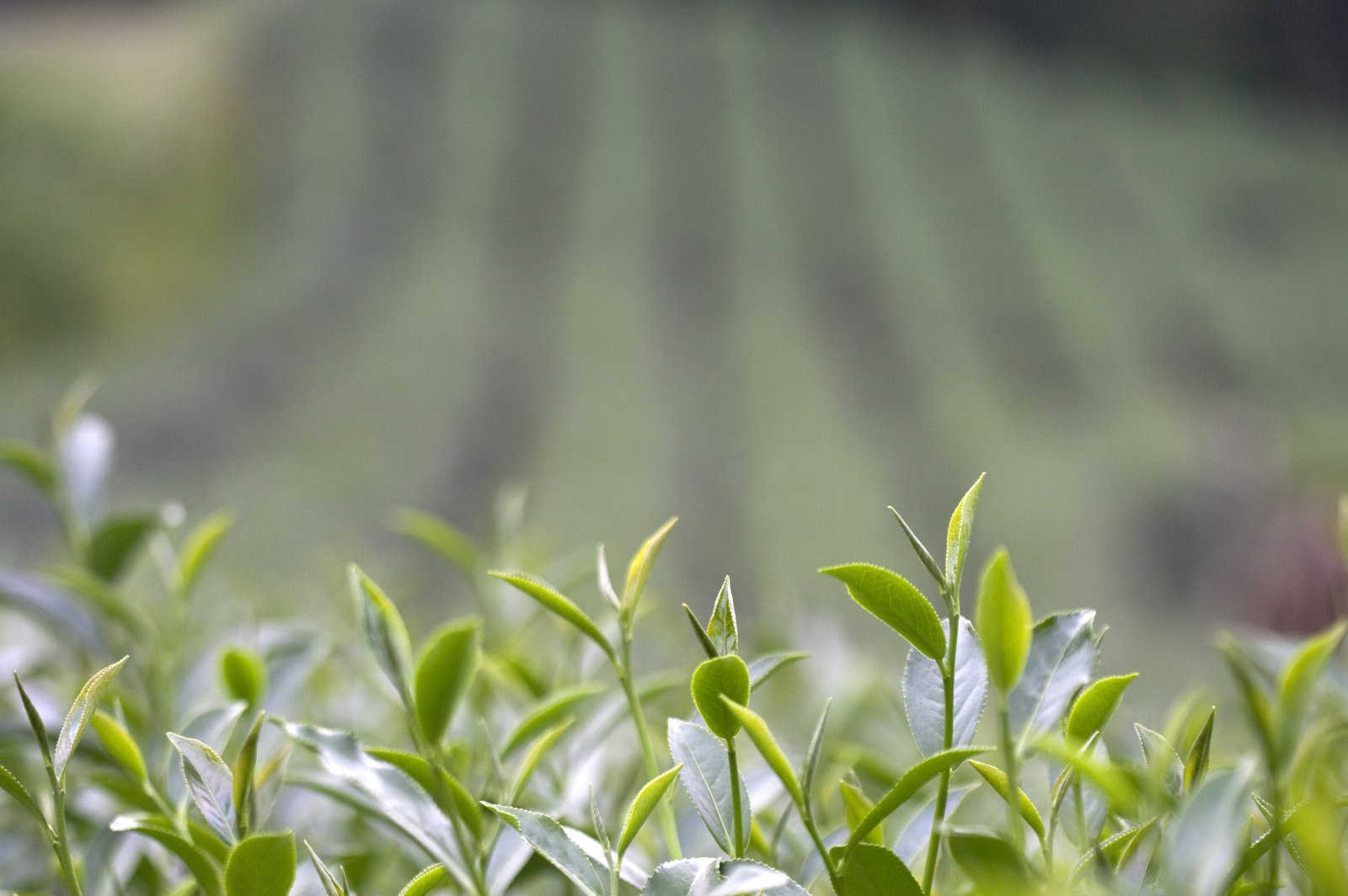 茶花花瓣为什么会变黄？茶花花瓣变黄原因