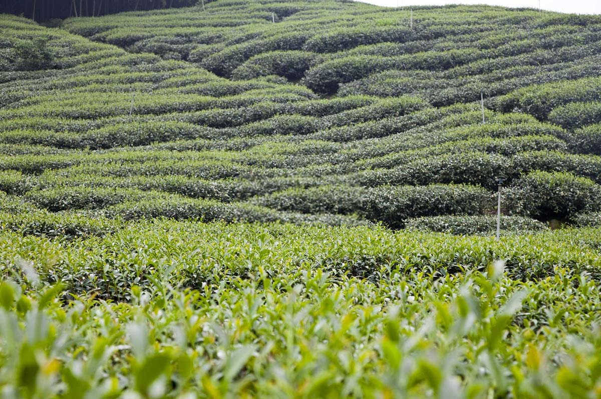 番茄茶色果该怎么防治？