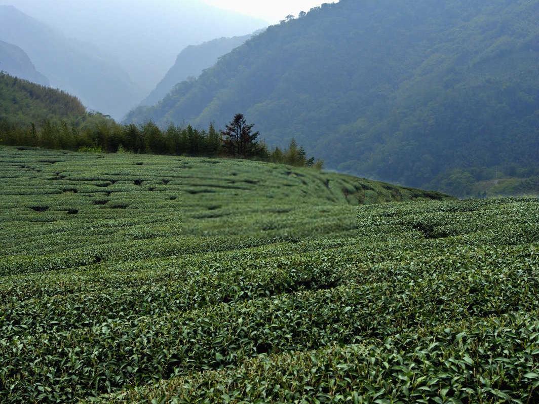 茶树抗旱减灾：叶面肥喷施技术的探索与实践