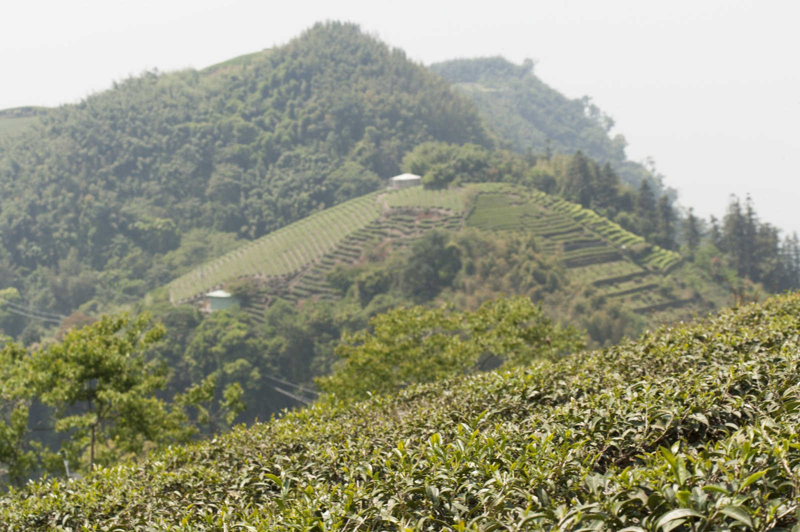 油茶树用什么肥料长得快一点？