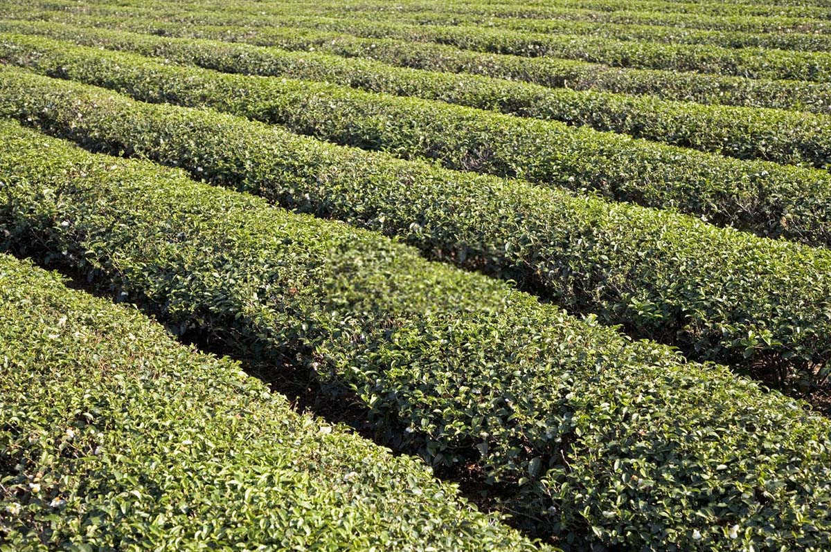 田间守护神：正确选择防治茄子茶黄螨的农药