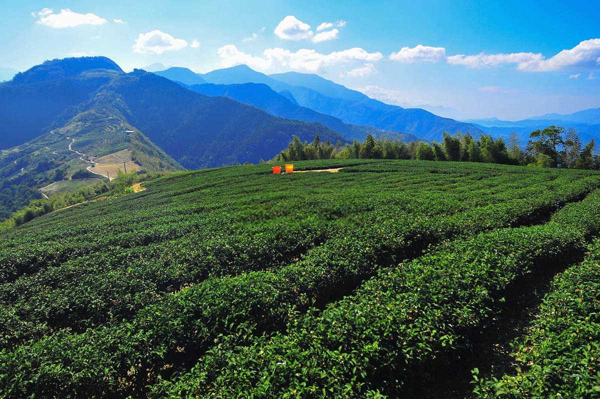 茶梅什么时候施氮肥最好？