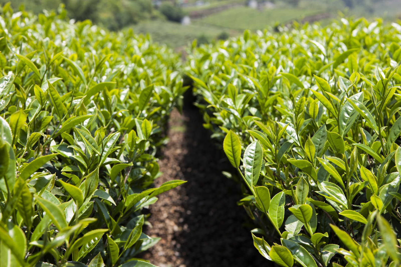 绿意盎然：茶园病虫害的生物防控策略